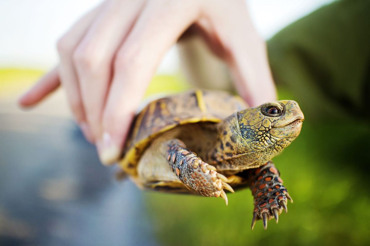Baby turtles on Utica