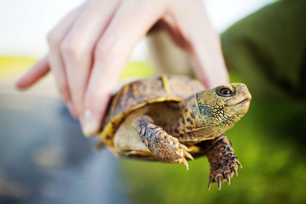 Baby turtles on Utica