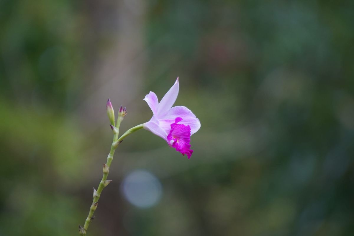 Singapore botanical garden