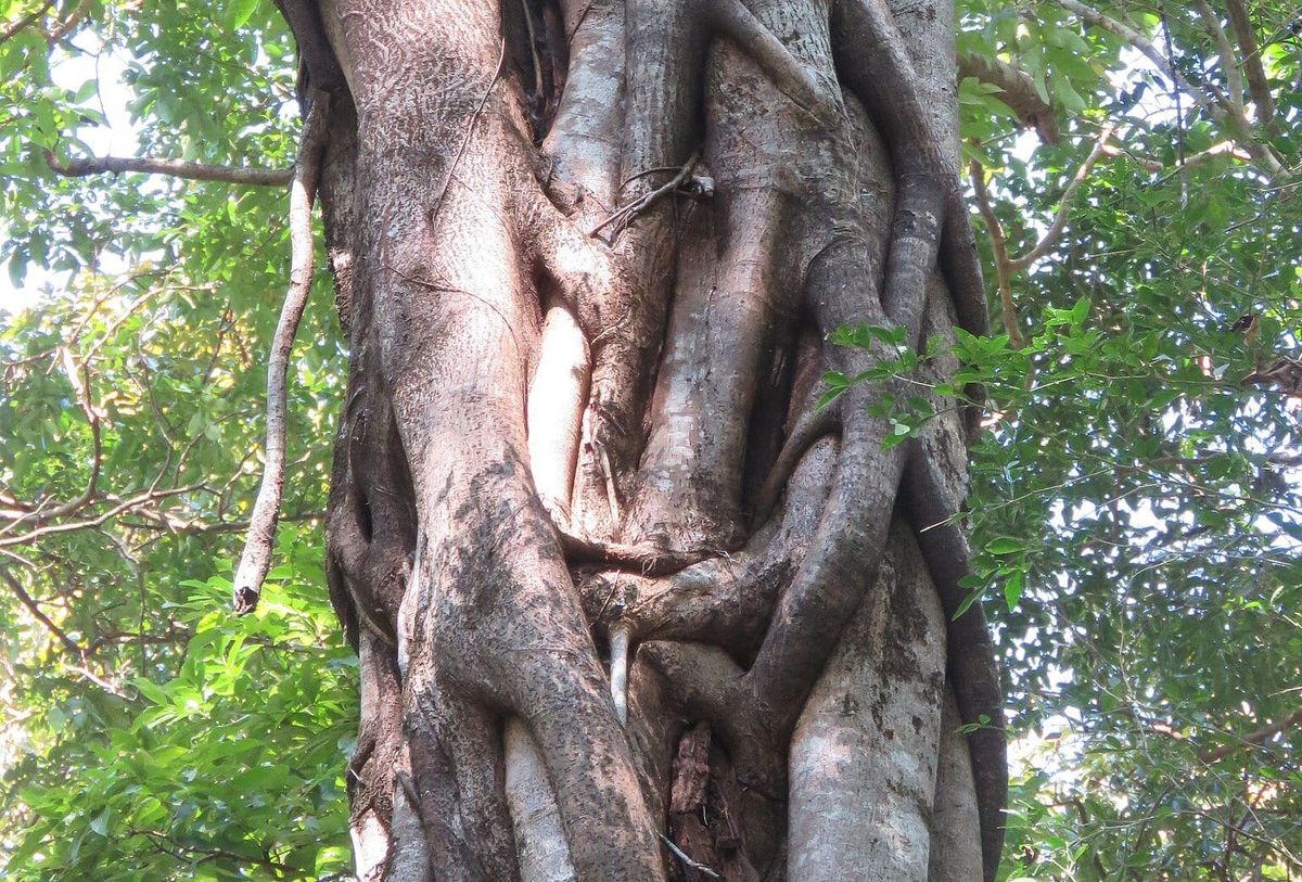 Strangler fig wrapped around a tree trunk, surrounded by green leaves and dappled sunlight.