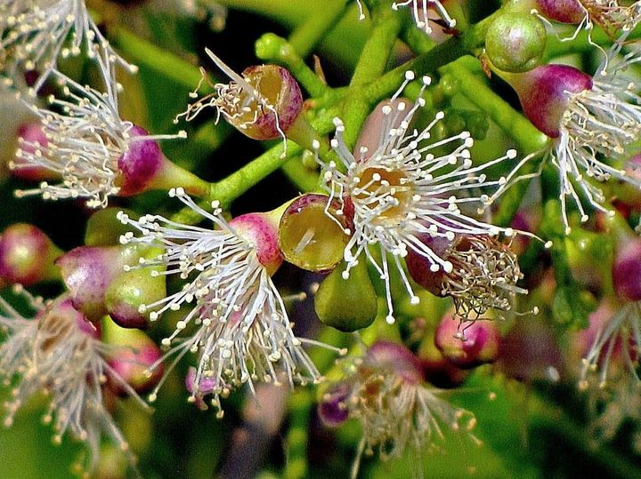 Green plant with white starry tendrils emerging from purple fleshy cups.