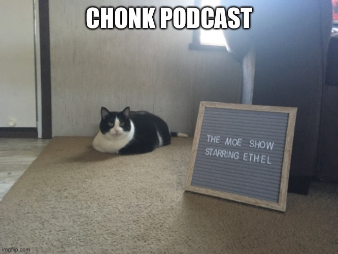 cat on podcast