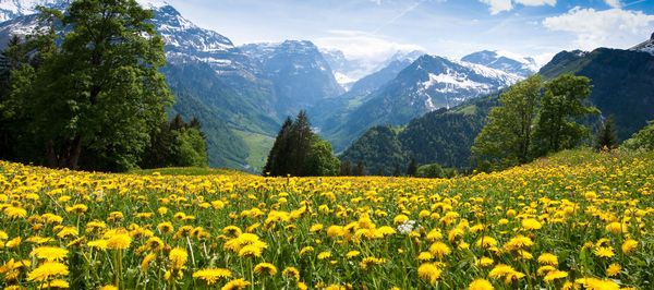 Flowers over the mountains