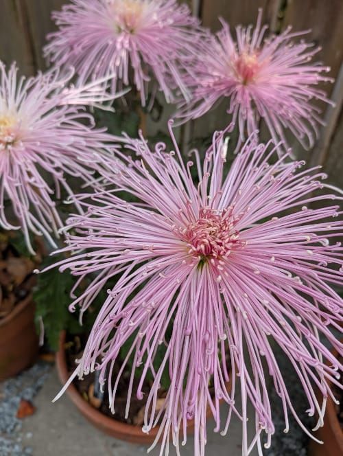 Do the Thing! Pre-trytophan Edition