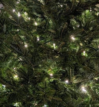 Winter Solstice Zoom Tomorrow