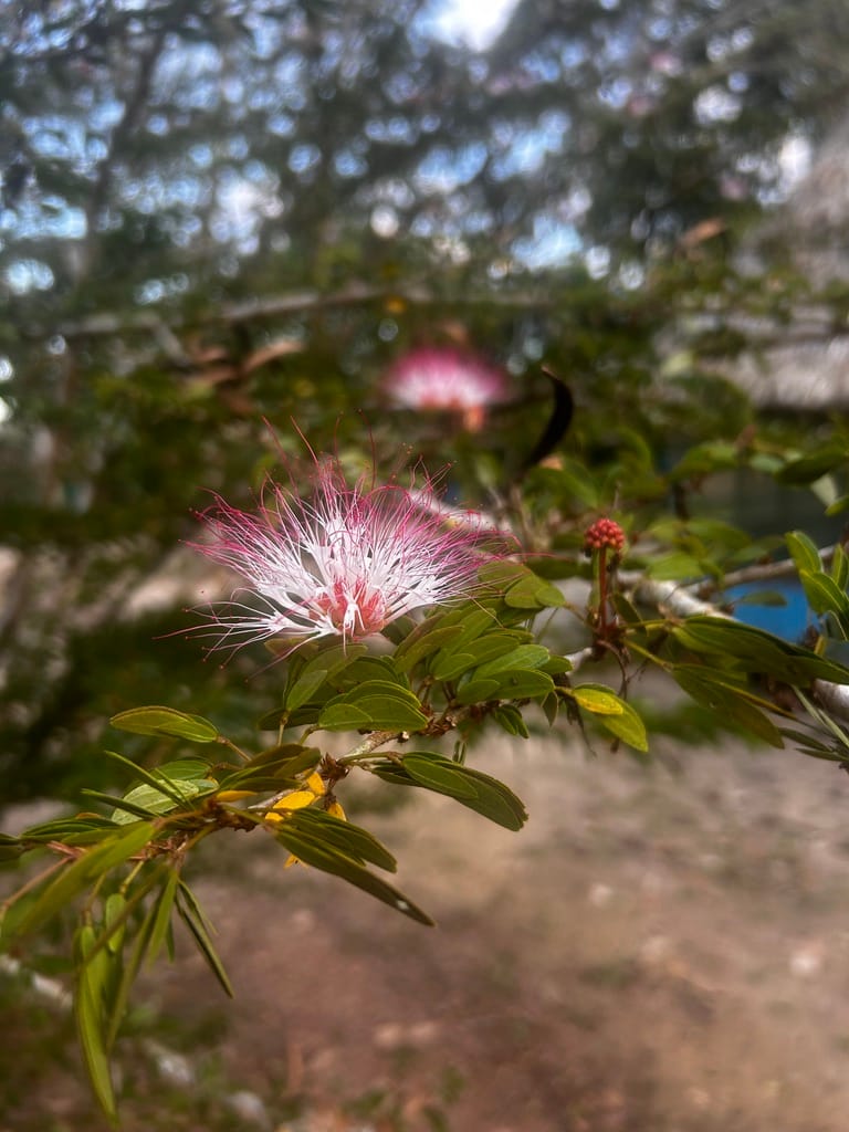 Pink and white flower