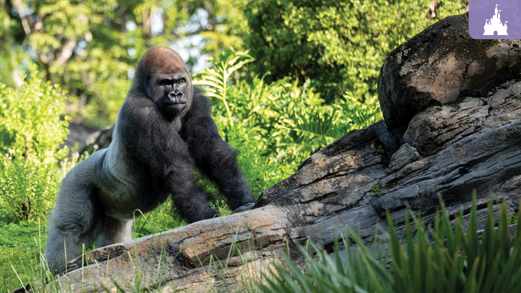 Meet Bakari, the New Silverback Gorilla at Disney’s Animal Kingdom
