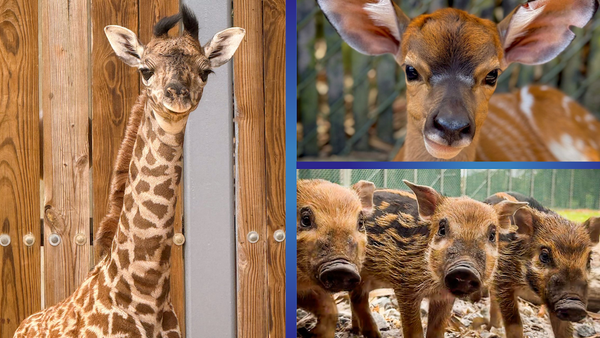 Meet the Newest Baby Animals at Walt Disney World
