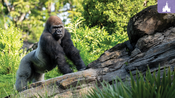Meet Bakari, the New Silverback Gorilla at Disney’s Animal Kingdom
