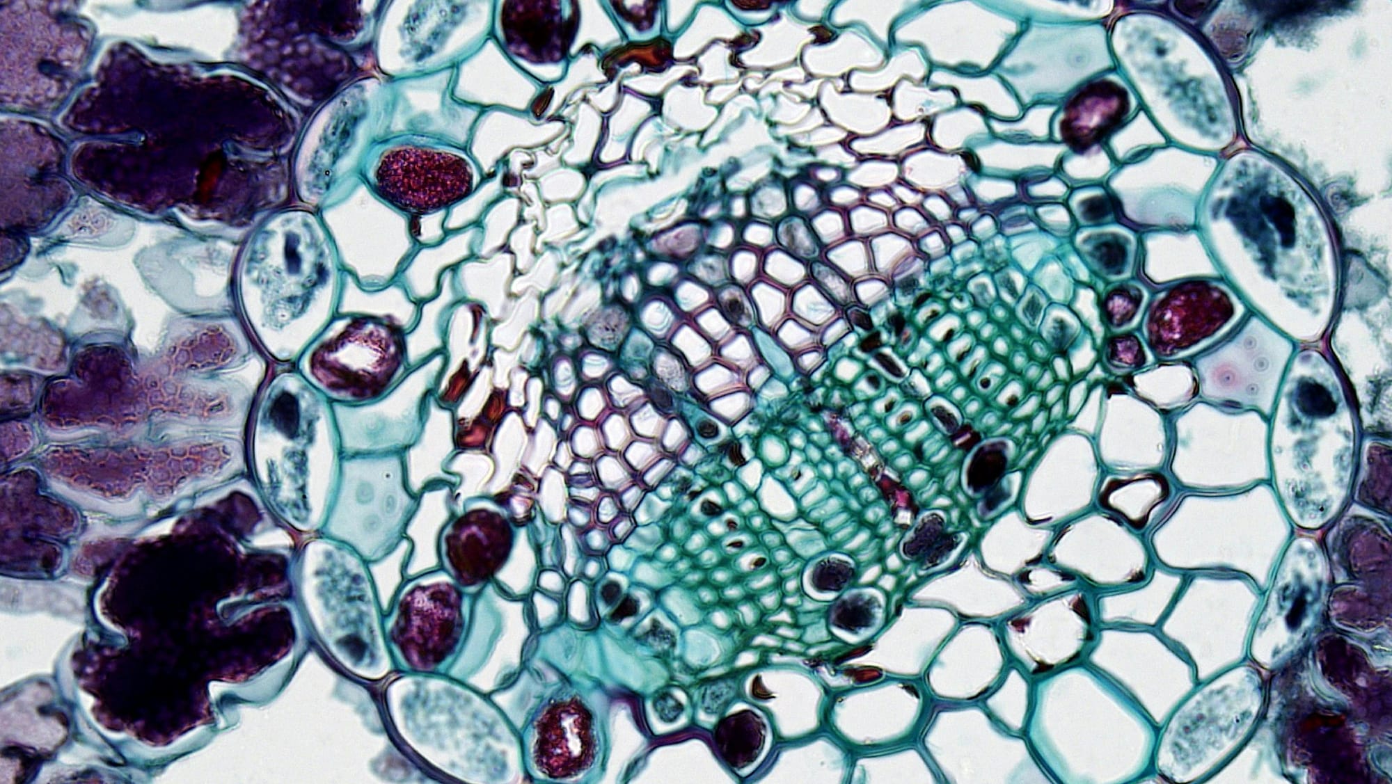 Natural Cell Structure. Image by Fayette Reynolds. Purple and green cell structure.
