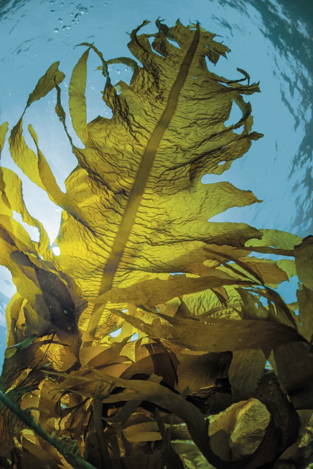 Japanese Kelp, Undaria Pinnatifida.