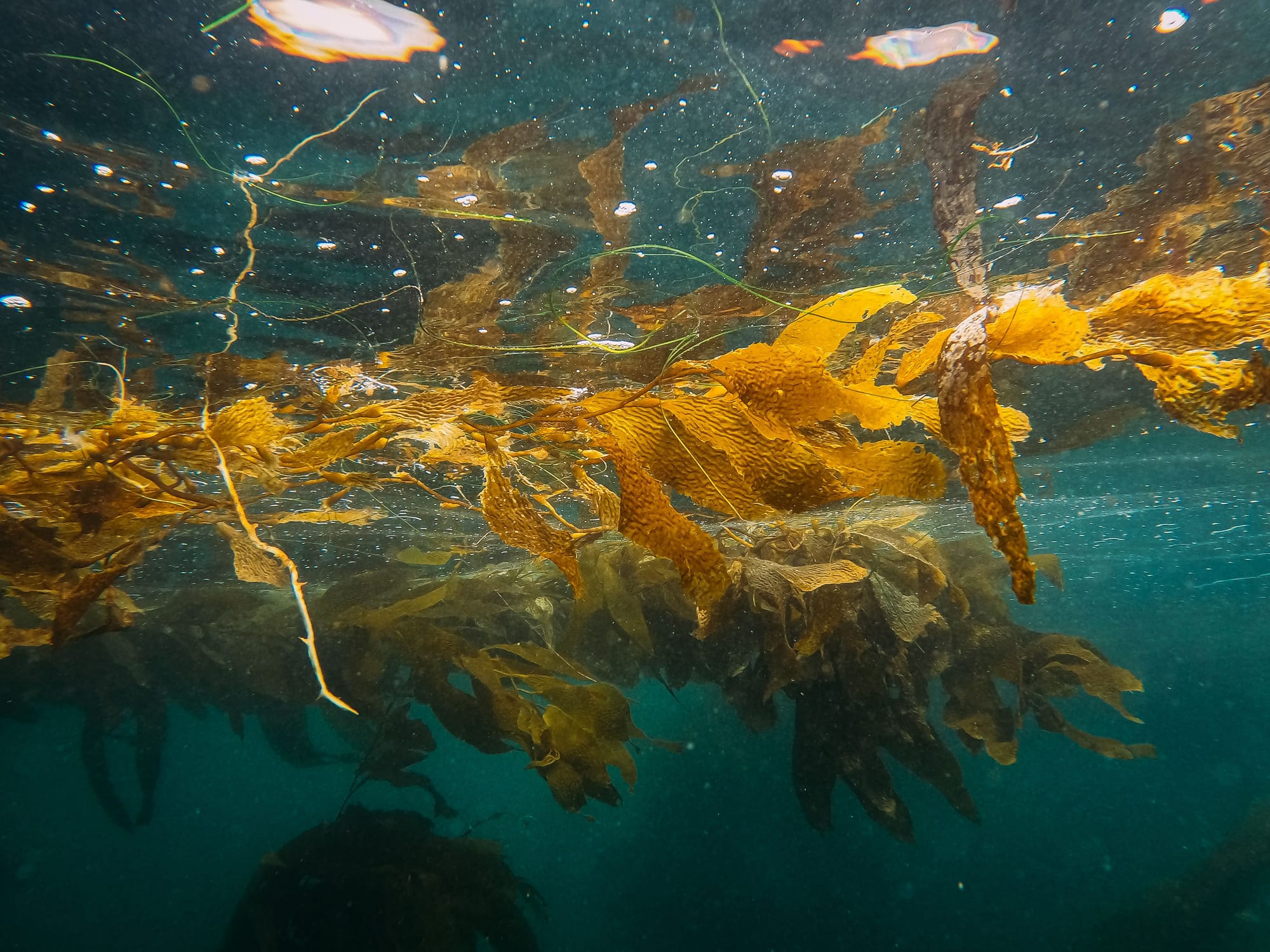 Golden Kelp, Ecklonia radiata.