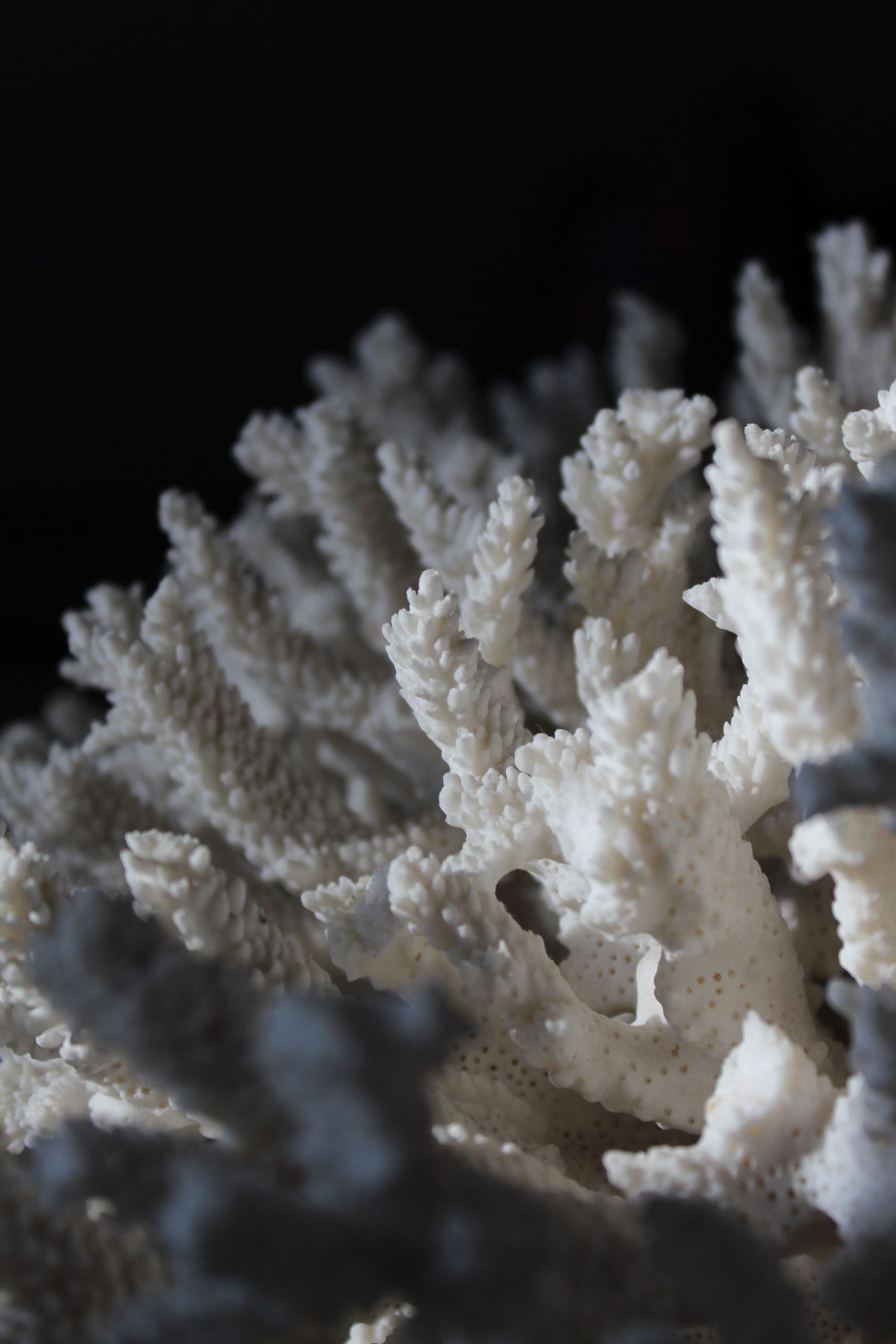 Natural Coral Structure as Biomimicry Inspiration. White coral structure in dark surrounding.