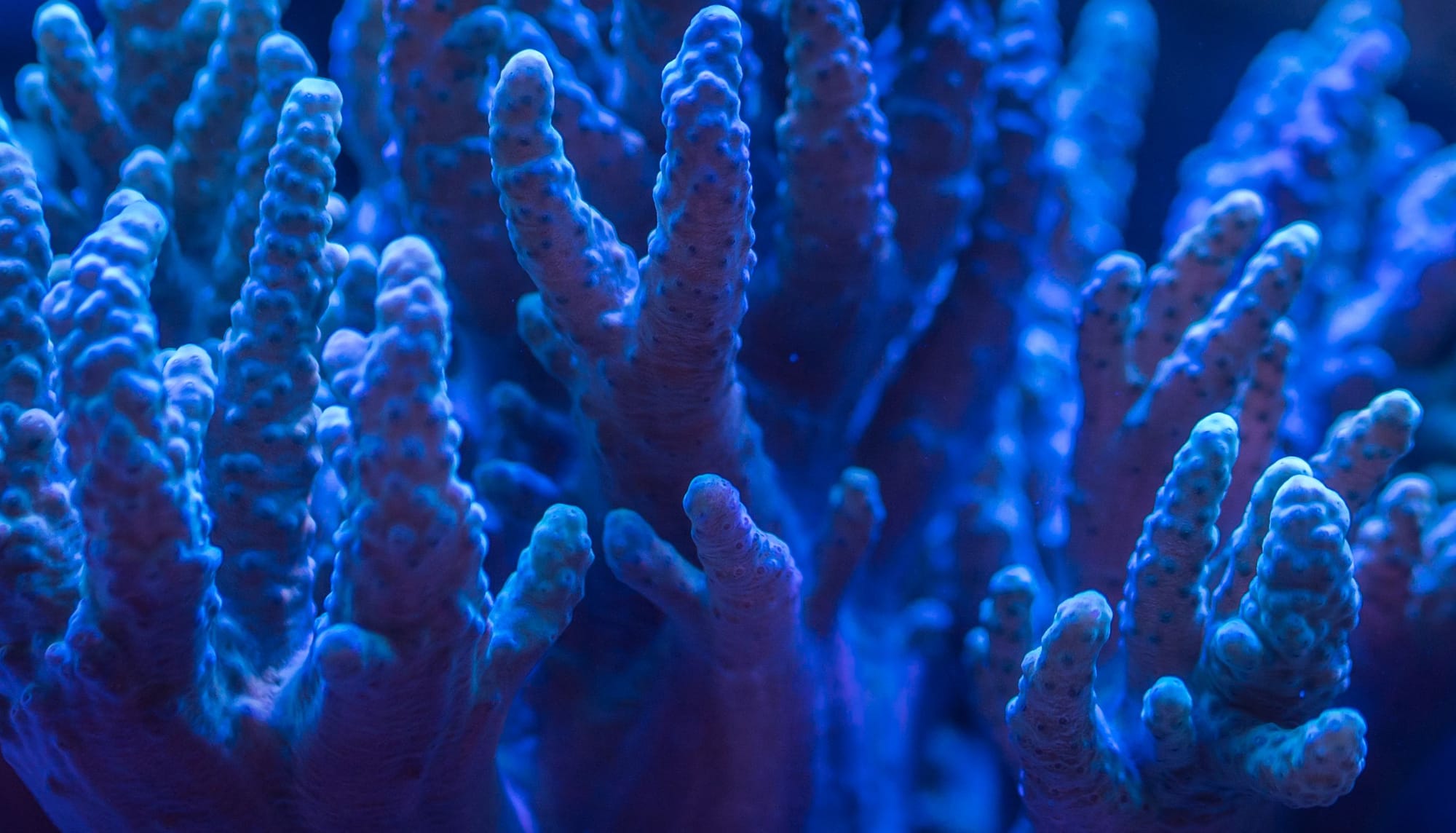 Natural Coral Structure as Biomimicry Inspiration. Dark blue glowing coral structure in dark water.