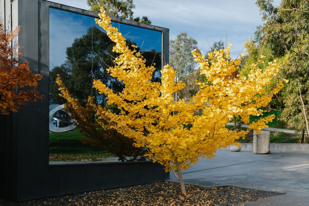 Heide Main Galleries. Photography by Clytie Meredith. Museum gallery and small yellow maple tree.