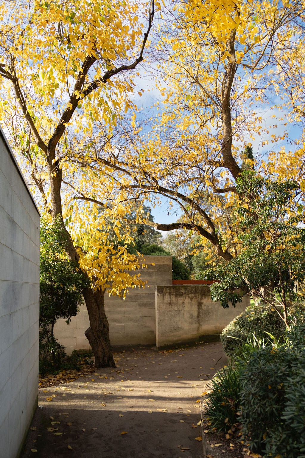 Heide Modern. Photography by Clytie Meredith. Australian modernist architecture, surrounded by lush greenery.