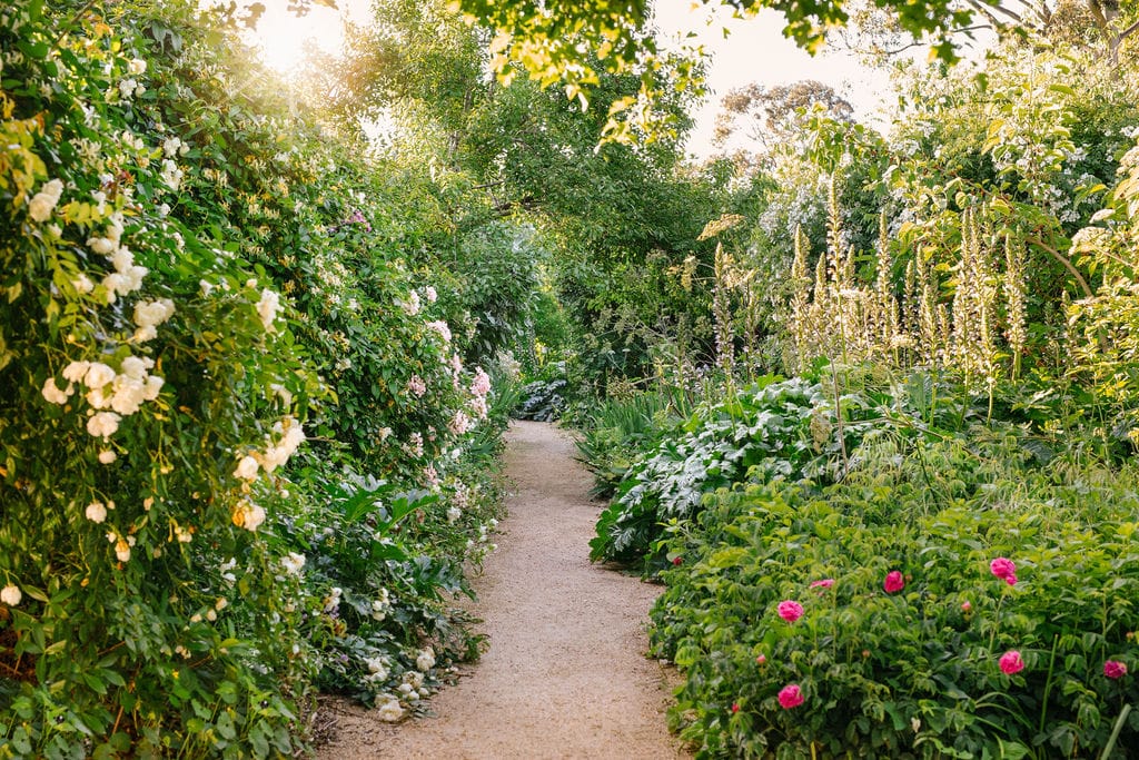 Heide Cottage Garden. Photography by Clytie Meredith. Lush green rose garden with romantic light.
