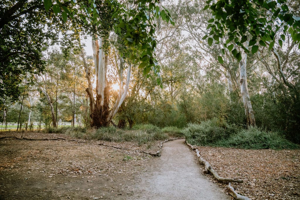 Yaluk Langa at Heide. Photography by Clytie Meredith. Lush green park with great old stunning trees and natural path.