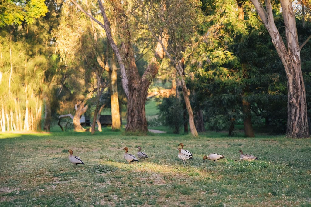 Sculpture Park at Heide. Photography by Clytie Meredith. Lush green park with a flock of brown ducks walking.