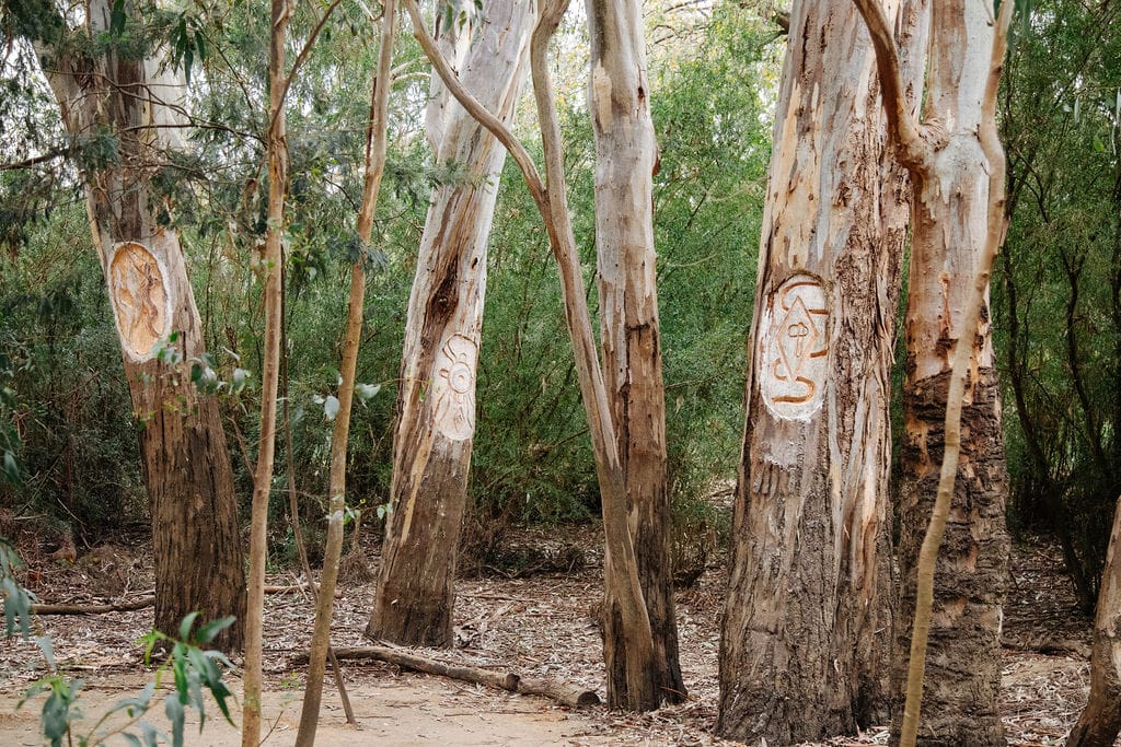 Yaluk Langa at Heide. Photography by Clytie Meredith. Old trees with engraved Australian Aboriginal symbols.