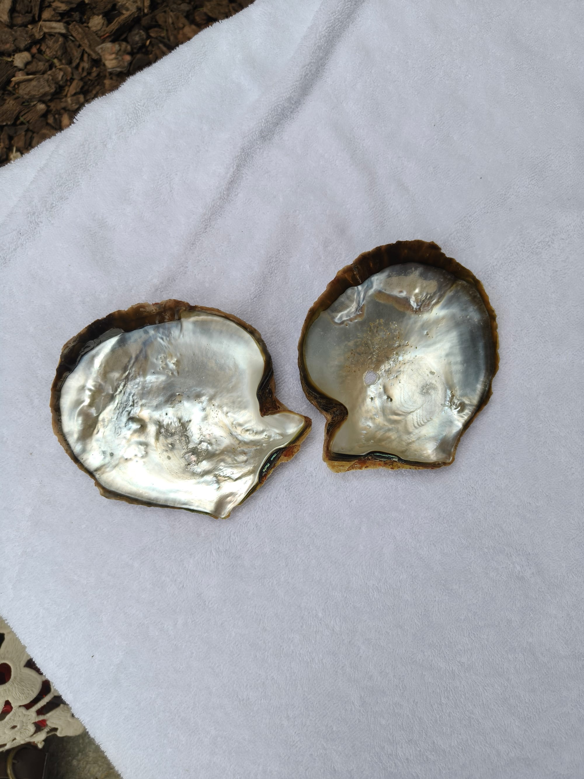 Shiny sea shells on white background.