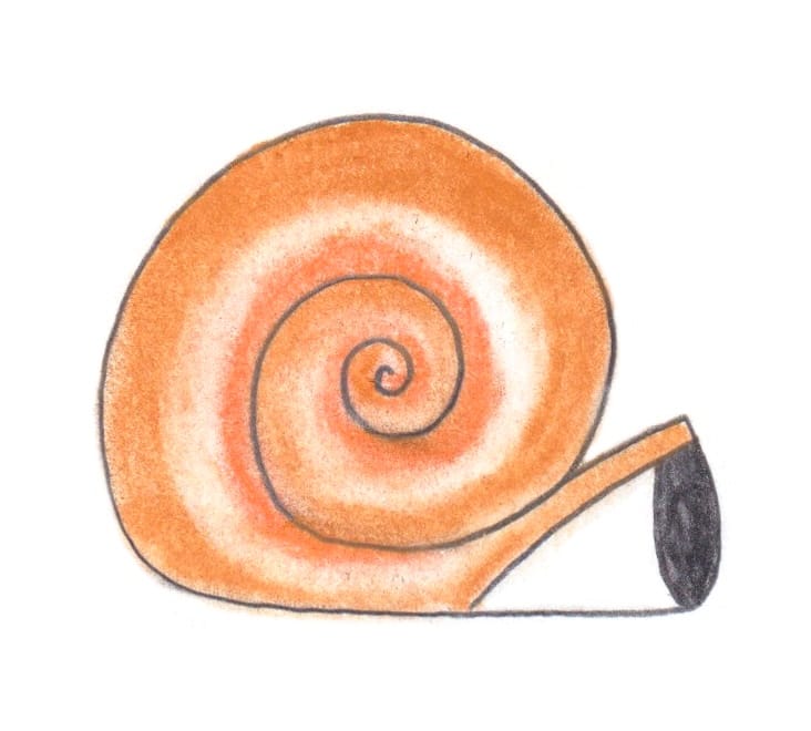 The Snail