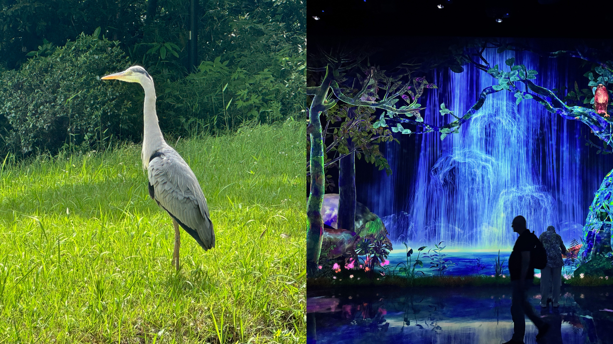 Tokyo Trip 2025: Shinjuku, Meiji Jingu Inner Garden, teamLab