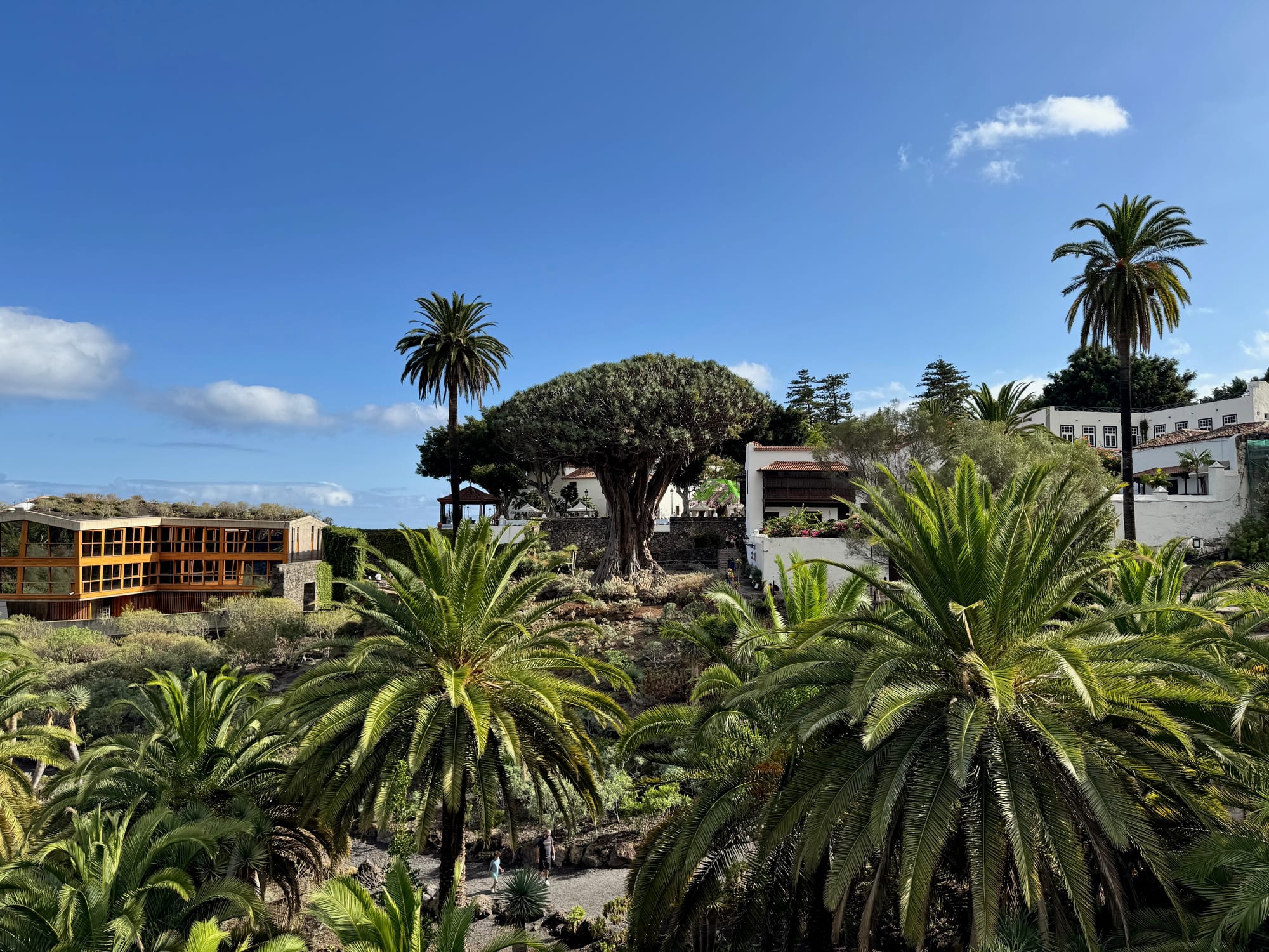 Icod: brunch under an ancient tree in Tenerife 2025