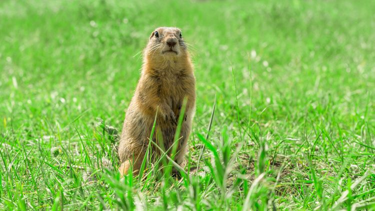 NATO's quick and decisive responses also need to deter