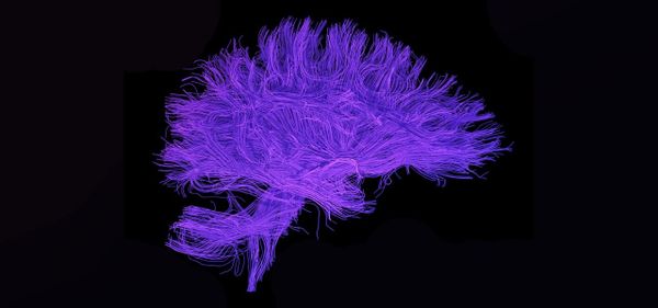 Dan Harris on the Neuroscience of Meditation and How a Panic Attack in Front of 5,000,000 People Led Him to Buddhism