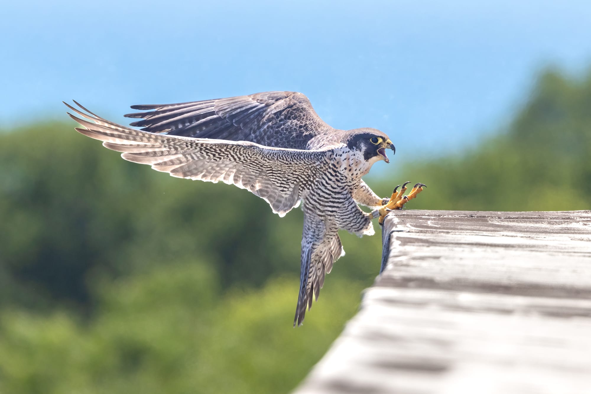 Bird Light Wind