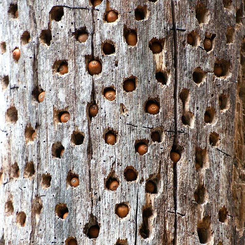 Granary
