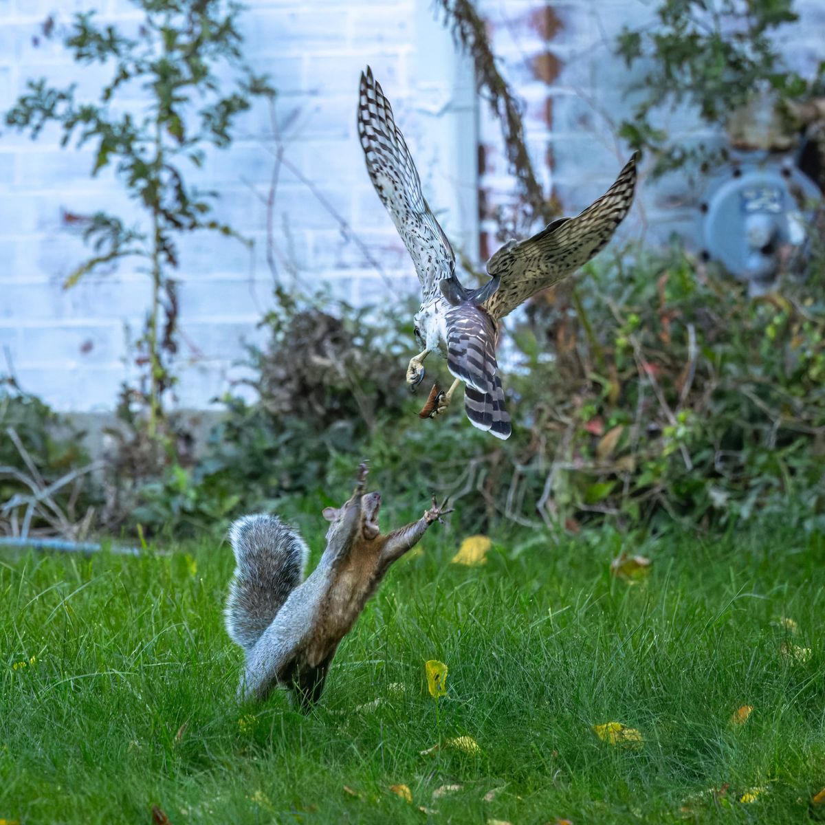Prey Power