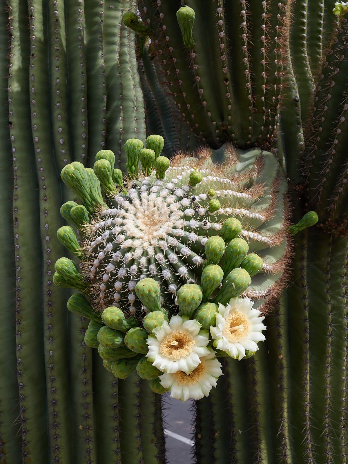 Springtime in Southern Arizona