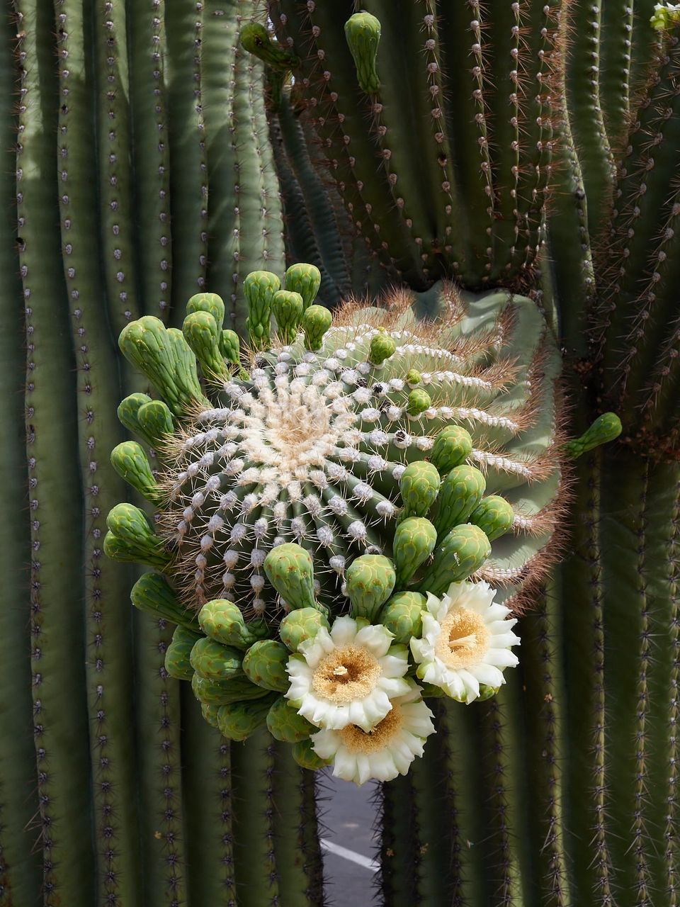 Springtime in Southern Arizona