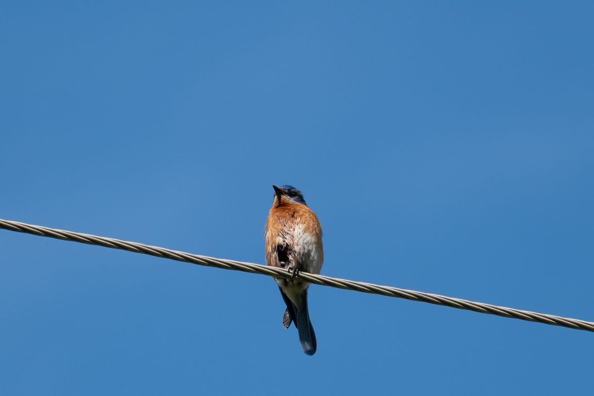 Birds 001