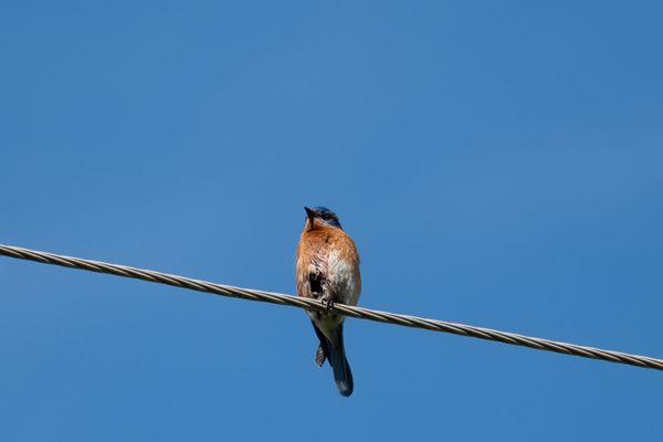 Birds 001