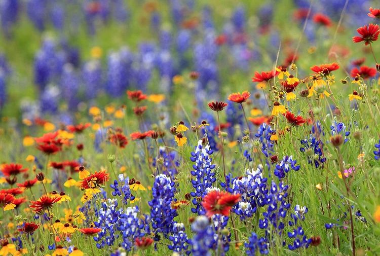 Old School: Budding Genius