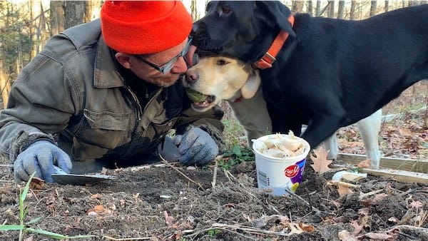 two dogs and a man planting garlic
