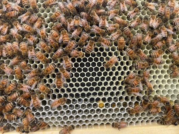 Frame of new beehive wax cells with eggs and sugar syrup