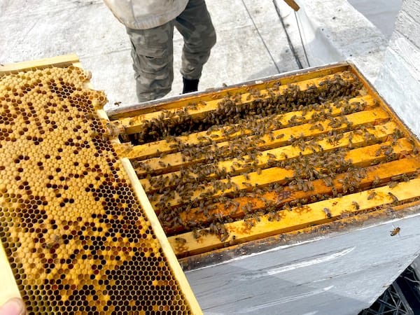 honey bee hive