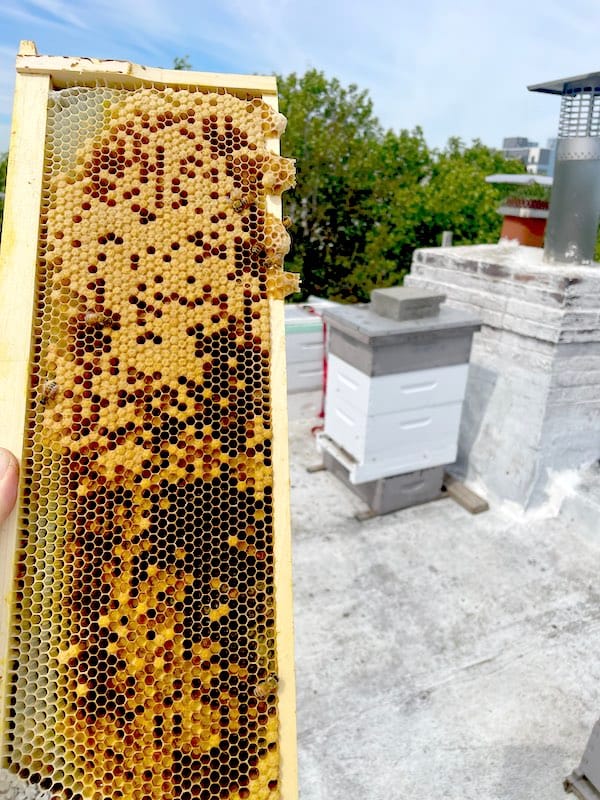 beehive and frame from beehive with eggs