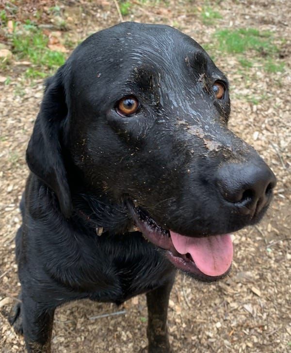 Turn Off The Hamster Wheel - Cool Stuff