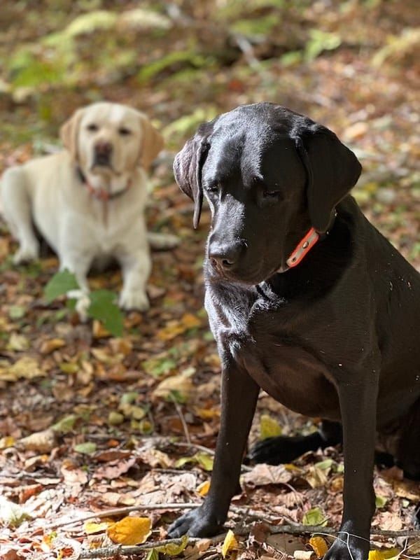 Two dogs sitting in the woods