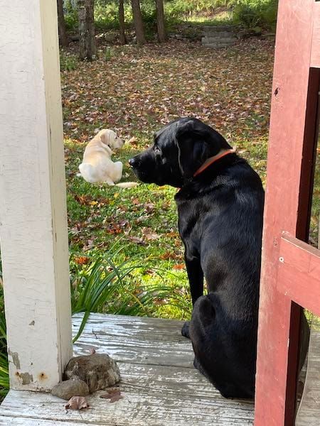 two dogs sitting in yard with fallen leaves