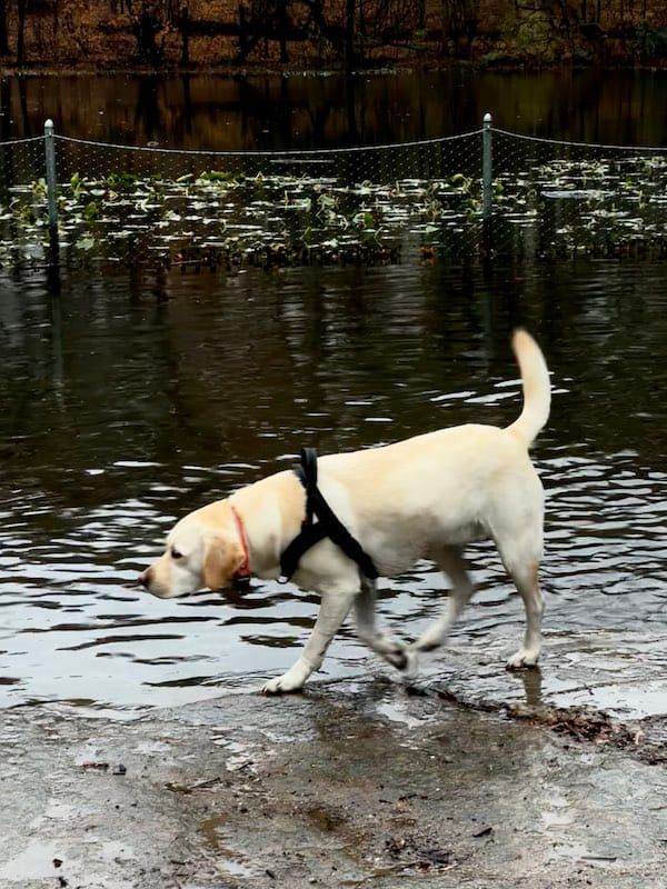 dog next to pond