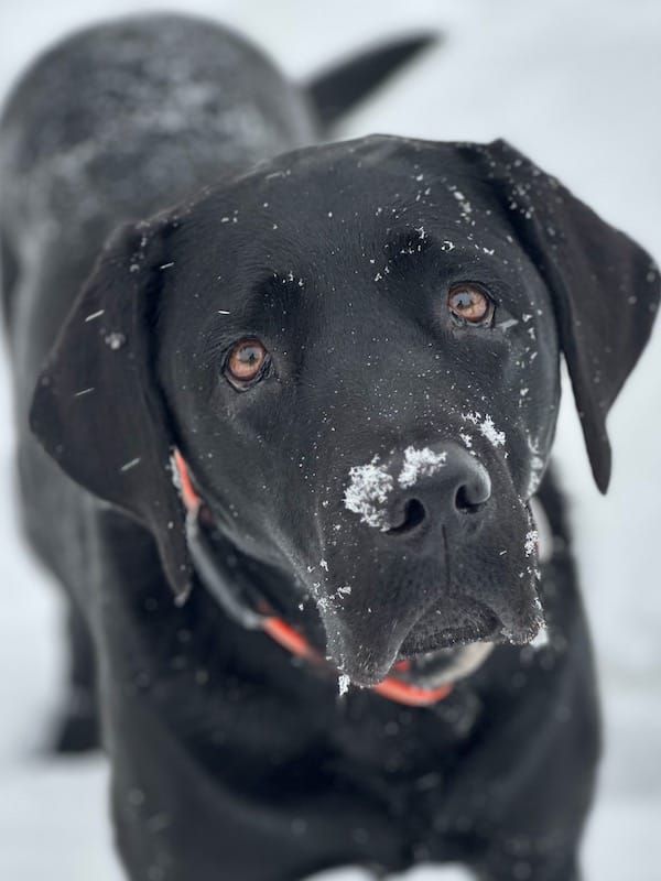 black dog in snow looking at camera