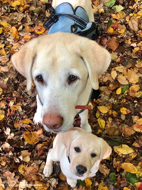 two yellow labrador dogs