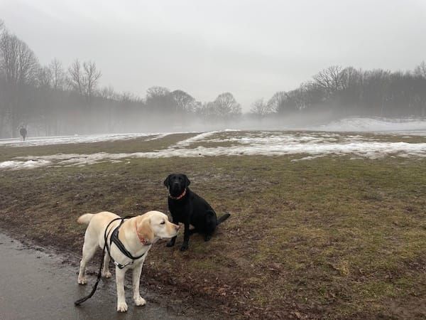 two dogs in a field
