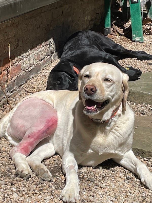 Two dogs lying on the ground
